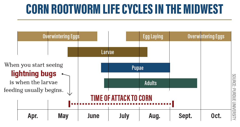 Unspoken Truths About Pests Corn Rootworm The Scoop
